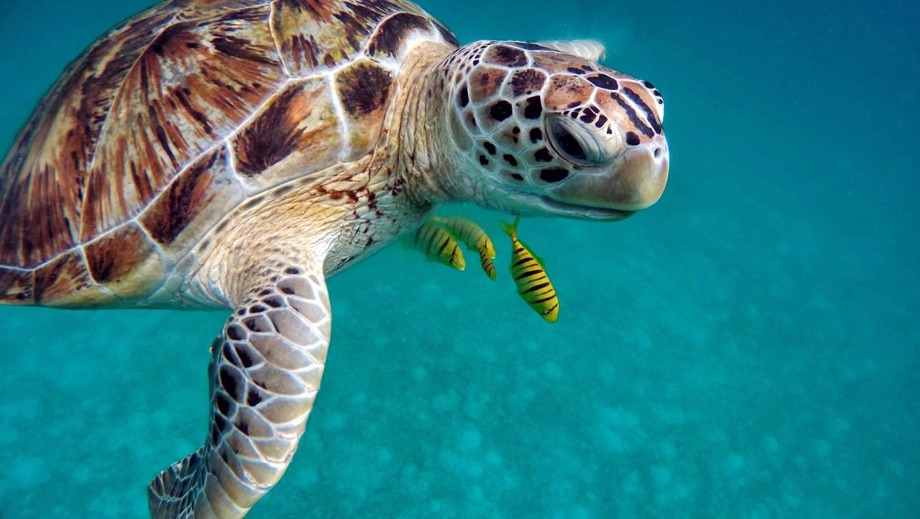 aktivnosti na maldivima